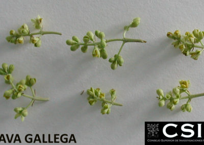 brava-inflorescencia
